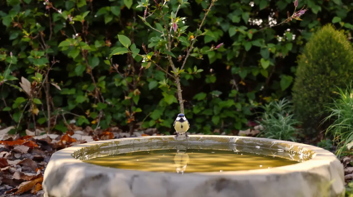 Aucun oiseau ne niche dans votre jardin ? Il vous manque ce détail simple auquel personne ne pense Aucun oiseau ne niche dans votre jardin ? Il vous manque ce détail simple auquel personne ne pense