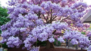 Cet arbre pousse aussi vite que le bambou, mais sa floraison remarquable fait toute la difference
