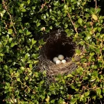 « Je pensais bien faire en taillant ma haie en mars » : l’erreur qui fait fuir les oiseaux nicheurs
