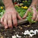 Les anciens ne traitaient jamais leur potager : leur méthode contre les nuisibles fonctionne encore
