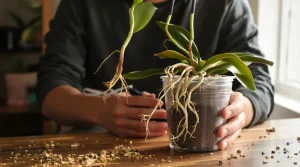 Orchidées : quand couper leurs racines et pourquoi ce geste change vraiment leur santé