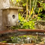 Oubliez le simple nichoir : sans cet aménagement, aucun oiseau ne viendra nicher chez vous