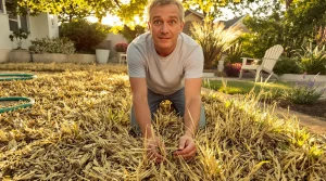 Sécheresses 2026 : faut-il dire adieu à la pelouse ? Ce jardin économe en eau qui fait débat