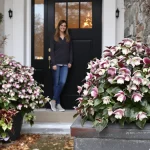 Un simple choix de plante, et mon entrée est devenue la plus admirée : voici pourquoi